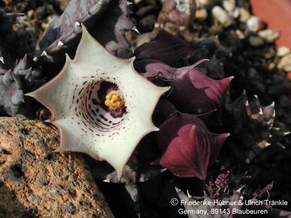 Huernia quinta 2 – Asclepidarium
