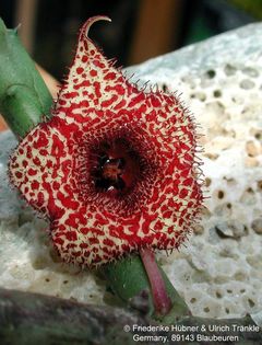 Huernia recondita 6 – Asclepidarium