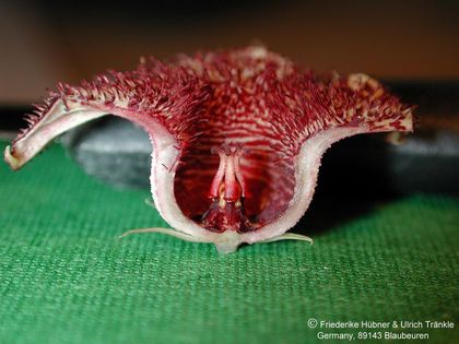 Huernia recondita Blüte längs 2 – Asclepidarium