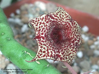 Huernia recondita Blüte nah – Asclepidarium