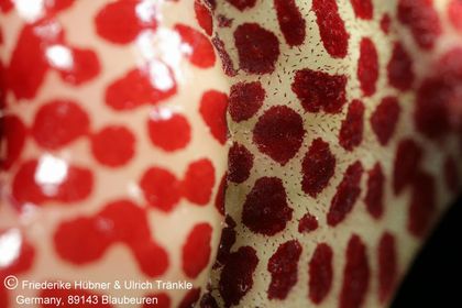 Huernia reticulata (Klawer Bridge, RSA) (FH08,081) 004 – Asclepidarium