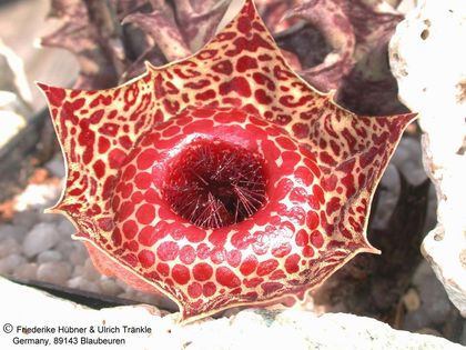 Huernia reticulata – Asclepidarium