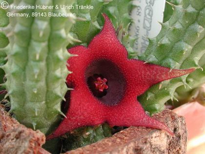 Huernia schneideriana 1 – Asclepidarium