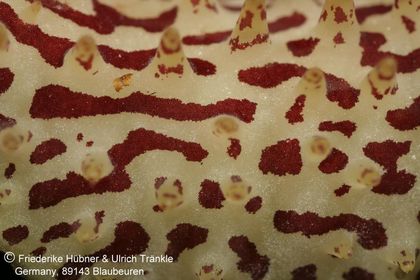 Huernia sp. aff saudi-arabica (Colonette 7707) (FH04,015) 009 – Asclepidarium