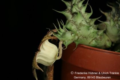 Huernia Specks 18 (FH08,073) 007 – Asclepidarium
