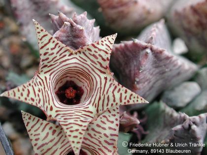 Huernia thuretii var. thuretii 1 – Asclepidarium