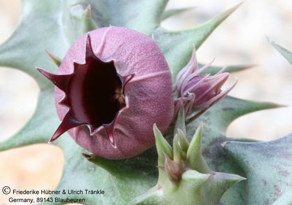 Huernia urceolata (FH05,090) 003 – Asclepidarium