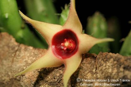 Huernia verekeri ssp pauciflora (FH07,150) 004 – Asclepidarium