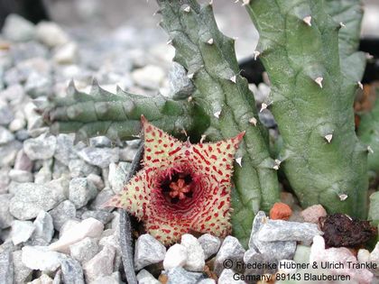 Huernia volkartii Blüte 3 2002 – Asclepidarium