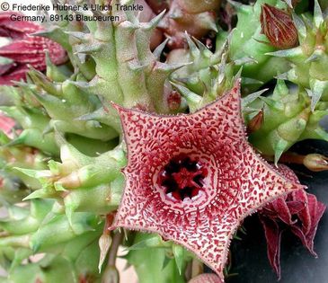 Huernia whitesloanea 1 – Asclepidarium