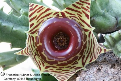 Huernia zebrina ssp zebrina (FH06,001) 003 – Asclepidarium