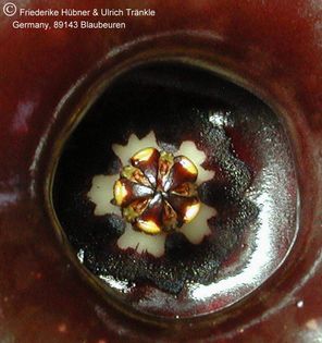 Huernia zebrina var. magniflora Gynostegium – Asclepidarium
