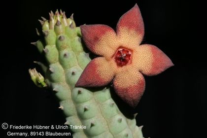 Hoodia pedicellata x Tromotriche aperta (UTS05,077) 001 – Asclepidarium