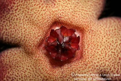 Hoodia pedicellata x Tromotriche aperta (UTS05,077) 004 – Asclepidarium