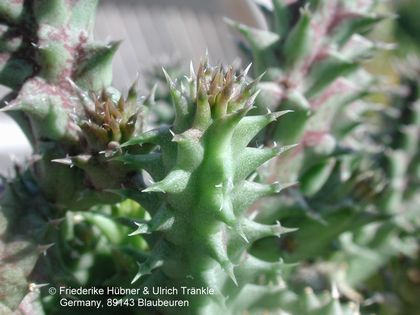Huernia sp x Tavaresia barklyi 3 – Asclepidarium