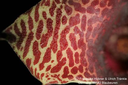 Huernia zebrina ssp magniflora x Tavaresia barklyi (FH05,148) 005 – Asclepidarium