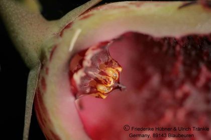 Huernia zebrina ssp magniflora x Tavaresia barklyi (FH05,148) 007 – Asclepidarium