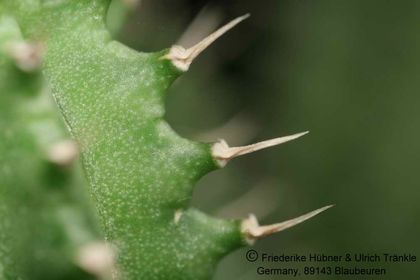 Huernia zebrina ssp magniflora x Tavaresia barklyi (FH05,148) 009 – Asclepidarium