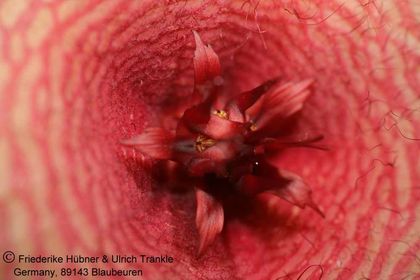 Orbea caudata ssp rhodesiaca x Stapelia sp (FH05,071) 005 – Asclepidarium
