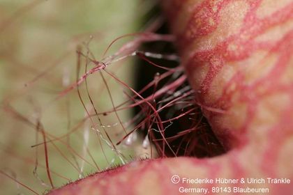 Orbea caudata ssp rhodesiaca x Stapelia sp (FH05,071) 009 – Asclepidarium