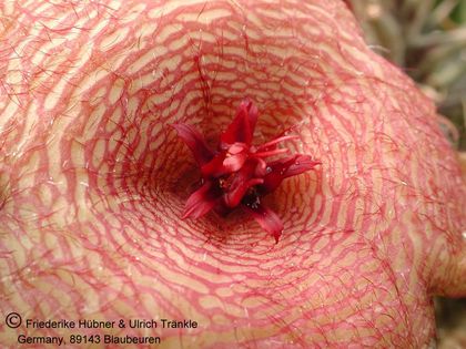 Orbea caudata ssp rhodesiaca x Stapelia sp. Hybride (FH05,071) 003 – Asclepidarium