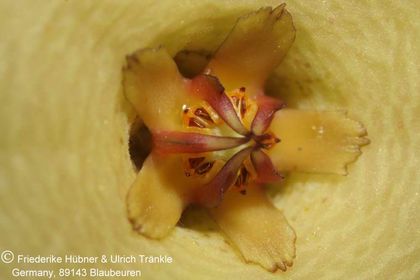Orbea caudata x Stapelia divaricata (FH05,147) 005 – Asclepidarium