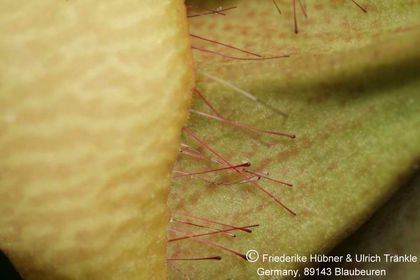 Orbea caudata x Stapelia divaricata (FH05,147) 006 – Asclepidarium
