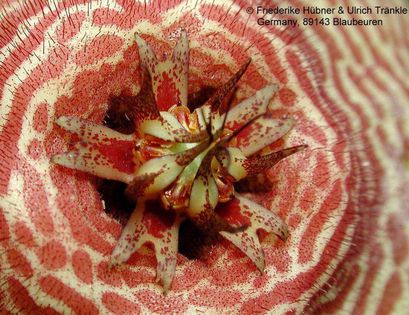 Orbea verrucosa x Stapelia sp 2 – Asclepidarium