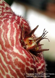 Orbea verrucosa x Stapelia sp 3 – Asclepidarium