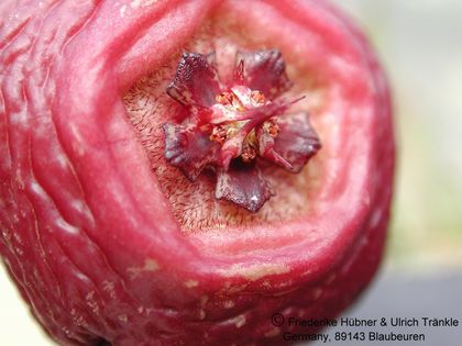 Stapelia engleriana-Hybr. (FH02,015) 002 – Asclepidarium