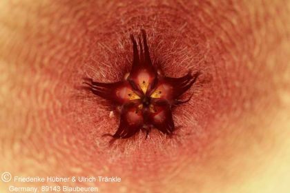 Tavaresia barklyi x Stapelia cf getliffei (FH07,002) 004 – Asclepidarium