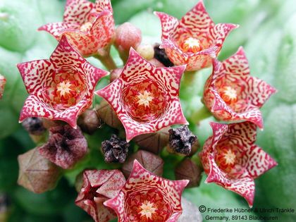 Larryleachia cactiforme felinum 6 – Asclepidarium
