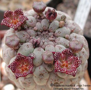 Larryleachia marlothii (70 km O Walvisbay) (UTS03,008) 1 – Asclepidarium