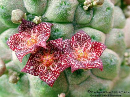 Larryleachia marlothii (dinteri Cape) 3 – Asclepidarium