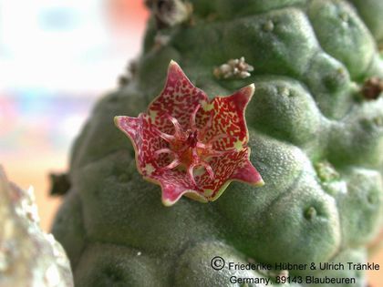 Larryleachia marlothii (ketmannhoopense) (UTS99,001) 2 – Asclepidarium