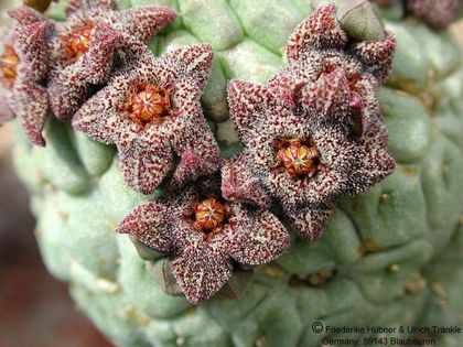 Larryleachia perlata 2 – Asclepidarium