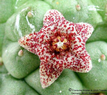 Larryleachia perlata 3 – Asclepidarium