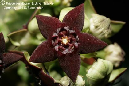 Monolluma hexagona (ex Specks) 002 – Asclepidarium