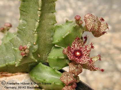 Monolluma hexagona (foulcheri-delboscii RH 879 (FH06,020) 001 – Asclepidarium
