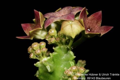 Monolluma hexagona (RH 834 Wadi Dhahr, Yemen) (FH06,011) 001 – Asclepidarium