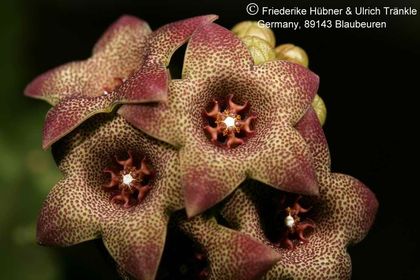 Monolluma hexagona (RH 834 Wadi Dhahr, Yemen) (FH06,011) 004 – Asclepidarium