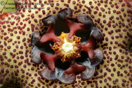 Monolluma hexagona (shadbana var. barhana) RH 899 (FH07,172) 004 – Asclepidarium