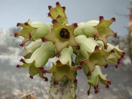 Monolluma solenophora Barad 001 – Asclepidarium