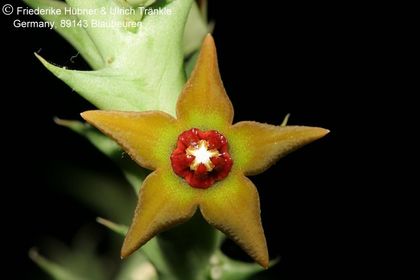 Orbea aff gemugofana (10 km W Arusha, Tanzania) (FU07,208) 002 – Asclepidarium