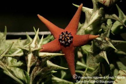 Orbea araysiana (FH06,32) 005 – Asclepidarium