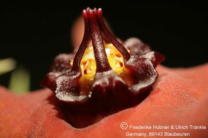 Orbea araysiana (FH06,32) 009 – Asclepidarium
