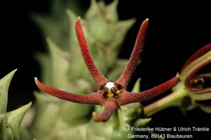 Orbea baldratii ssp somalensis (FH07,161) 001 – Asclepidarium