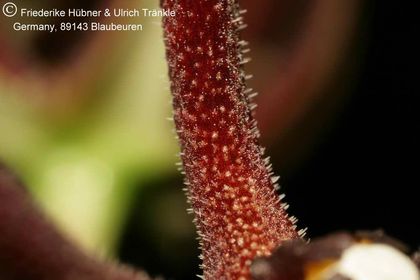 Orbea baldratii ssp somalensis (FH07,161) 007 – Asclepidarium