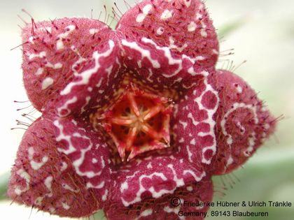 Orbea carnosa ssp keithii (FH06,082) 001 – Asclepidarium