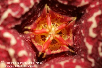 Orbea carnosa ssp keithii (FH06,083) 004 – Asclepidarium